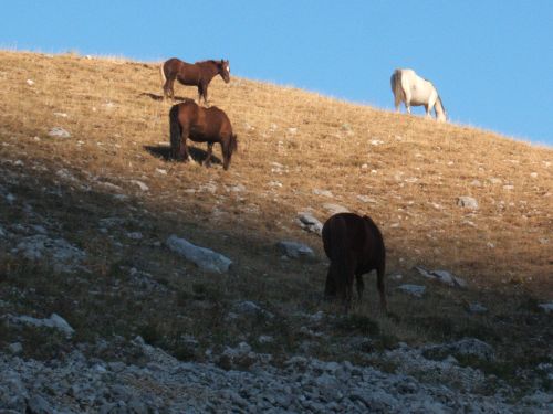 trekking con i muli-165.JPG